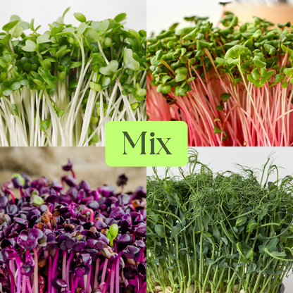 Mix of Radishes (Daikon, Rambo, China Rose) & Green Pea Microgreens