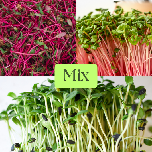 China Rose Radish, Sunflower & Bull’s Blood Sangria Beetroot Microgreens Mix