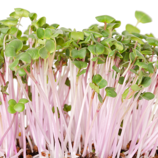 China Rose Radish Microgreens