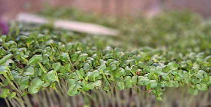 Daikon Radish Microgreens
