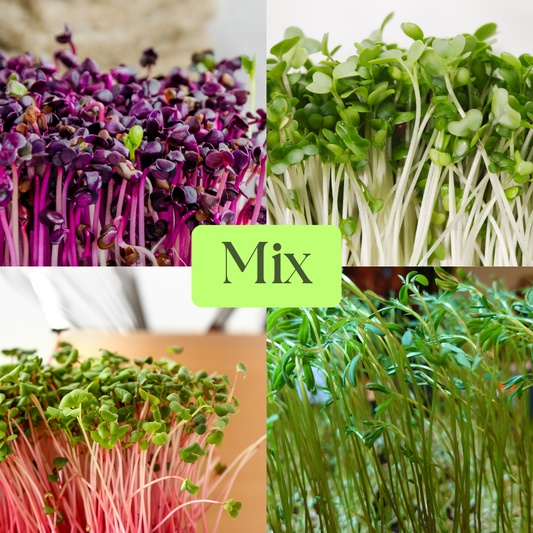 Radishes (Daikon, Rambo, China Rose) and Red Lentil Microgreens Mix