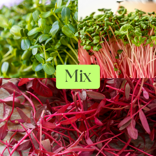Sunflower, China Rose Radish & Amaranth Microgreens Mix