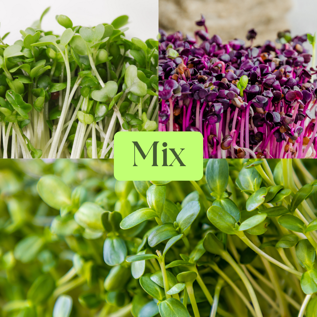 Sunflower, Daikon Radish & Rambo Radish Microgreens Mix – Miracle Greens