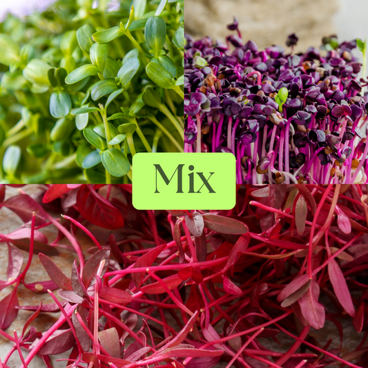 Sunflower, Rambo Radish & Amaranth Microgreens Mix