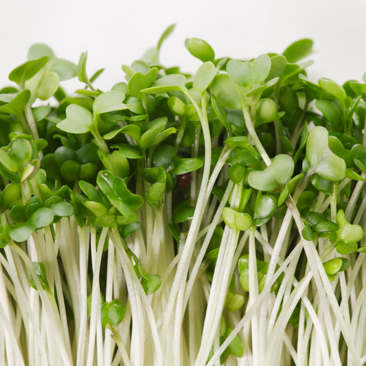 Daikon Radish Microgreens